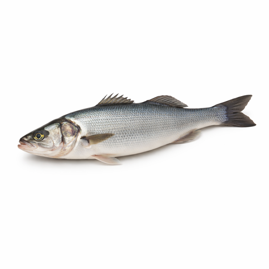 Fish - Cá